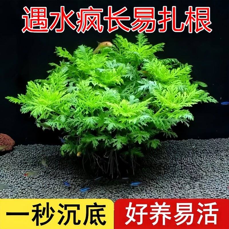 水罗兰坨草鱼缸造景水草植物绿植