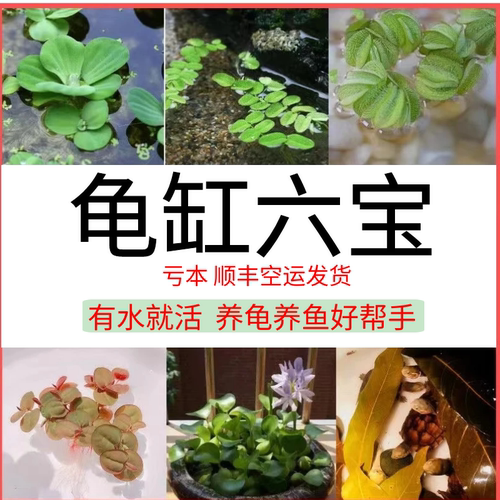 鱼缸水草造景养乌龟净化浮萍好养