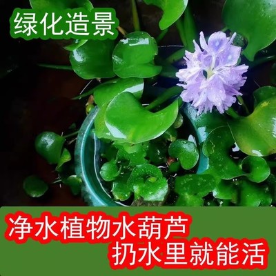 水浮莲水葫芦浮萍鱼缸乌龟缸原生态造景花卉鱼池塘净化水质好养草