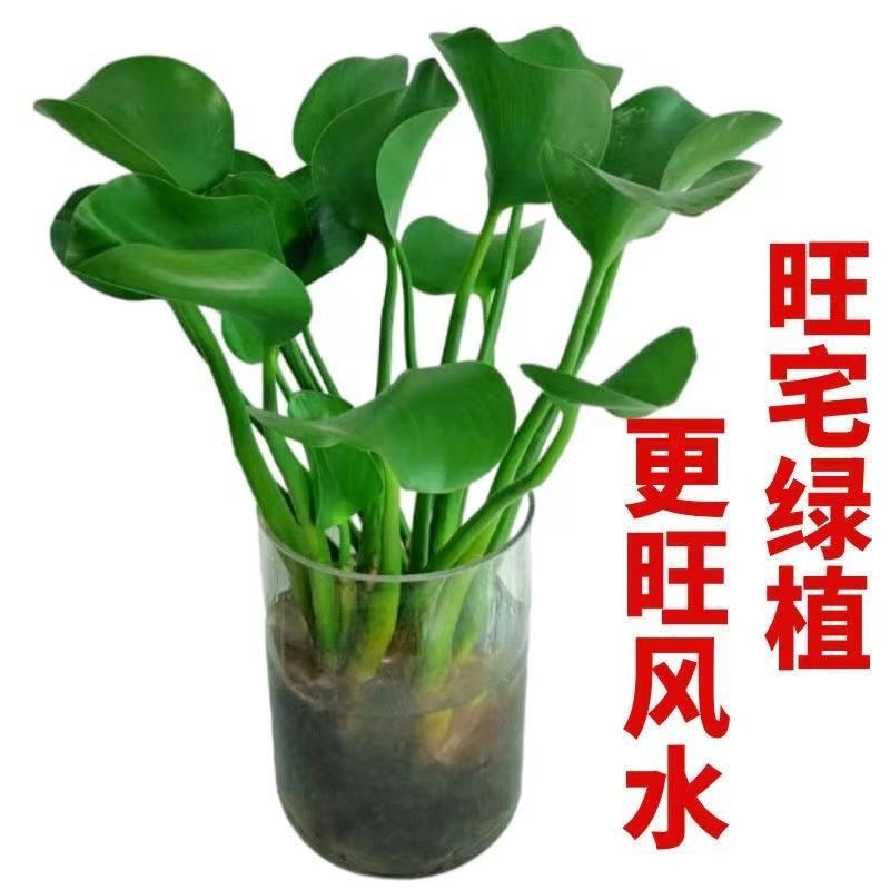 招财元宝水培植物室内阳台四季