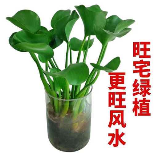 招财元宝水培植物室内阳台四季