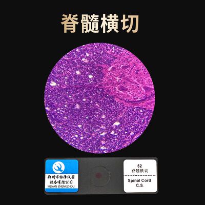 脊髓横切切片生物切片涂片小学初中高中生物科学实验切片