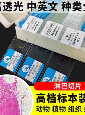 淋巴切片装片生物切片涂片小学初中高中生物科学实验切片显微镜观