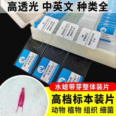 水螅带芽整体装片生物切片涂片初中高中永久玻片科学实验显微镜