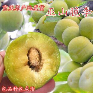 重庆发货嫁接脆甜李子树苗巫山青脆李子苗脱骨青脆李南方种植地栽