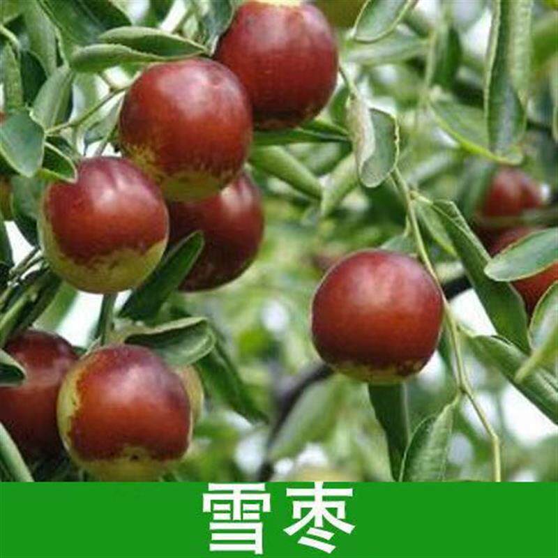 枣树活苗沾化冬枣嫁接大甜早脆王枣子树苗南方北方种植当年结果