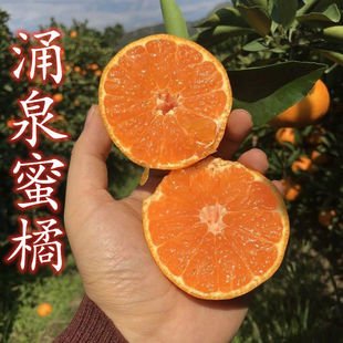 涌泉蜜桔树苗 正宗临海无核蜜桔苗 嫁接橘子苗 早熟超甜柑桔树苗