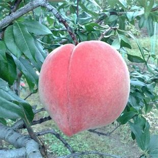 嫁接桃树苗 丽江雪桃树苗 正宗丽江雪桃苗云南冬桃果苗南北方种植