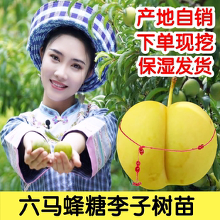 正宗贵州六马蜂糖李子树苗原生一代嫁接苗蜂蜜李子苗纯正脆甜
