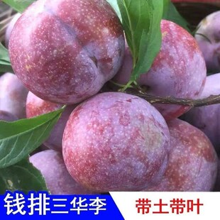 广西三华李红心正宗嫁接苗果树苗钱排银非三华李子三月李早熟带叶