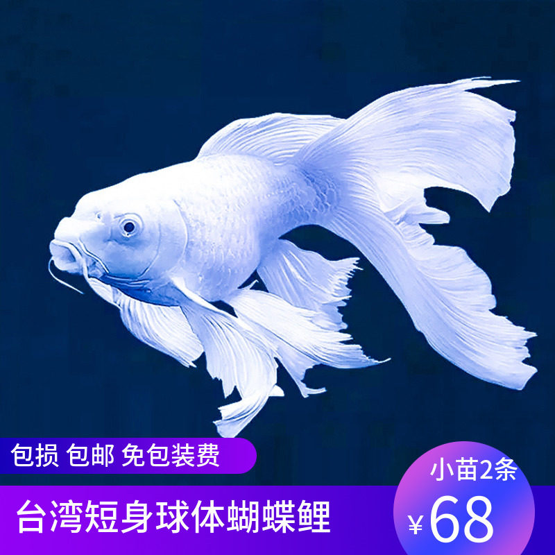 台湾球形蝴蝶鲤活体白金冷水观赏鱼淡水短身龙凤长尾锦鲤贵妃纯种