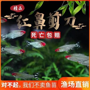 红鼻剪刀鱼红鼻子鱼群游鱼草缸鱼热带鱼观赏鱼活体鱼小型淡水鱼苗