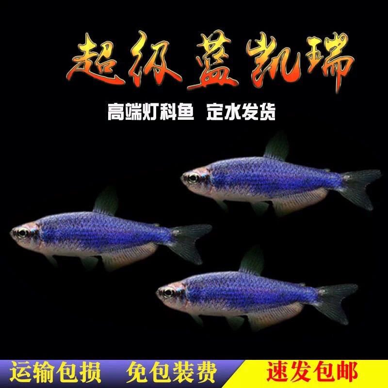 蓝凯瑞灯鱼热带鱼观赏鱼小型灯科鱼水草缸群游淡水鱼灯笼鱼活体