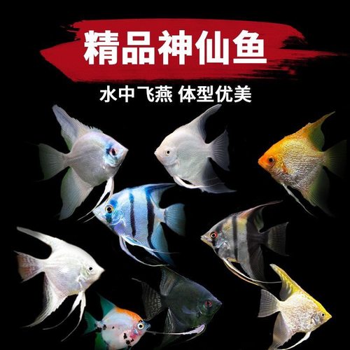 淡水热带鱼七彩神仙鱼苗