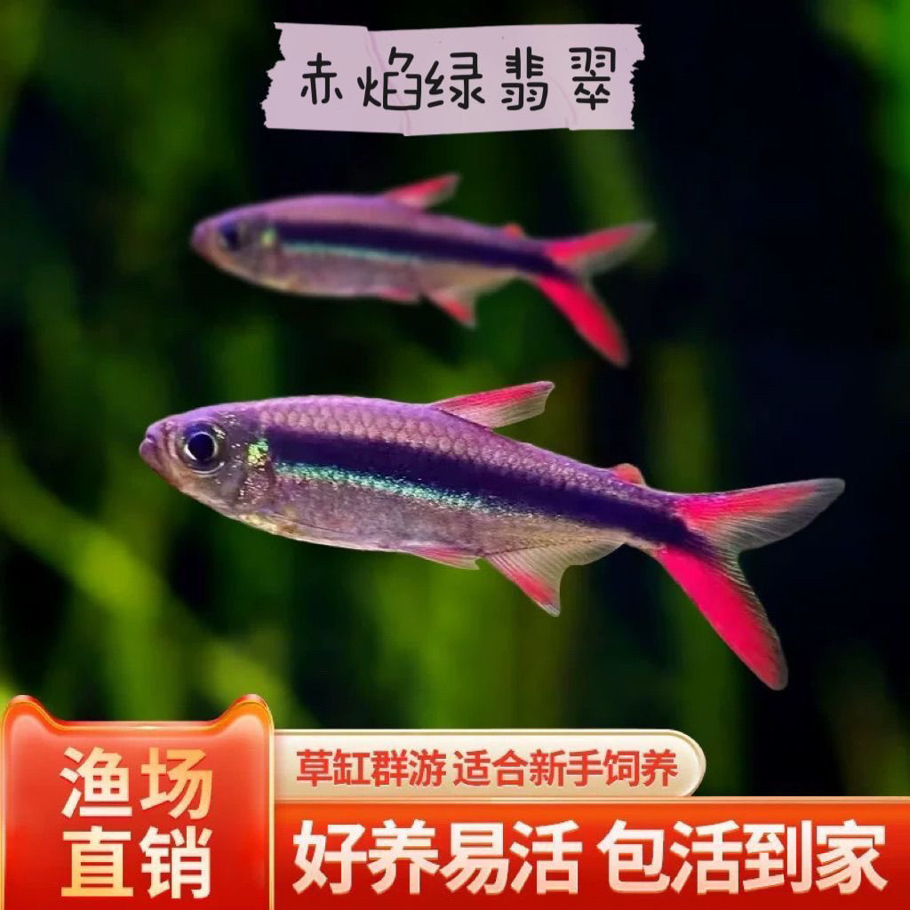 南美小型观赏鱼蓝越赤焰绿翡翠灯鱼热带淡水成鱼新手易养包活到家