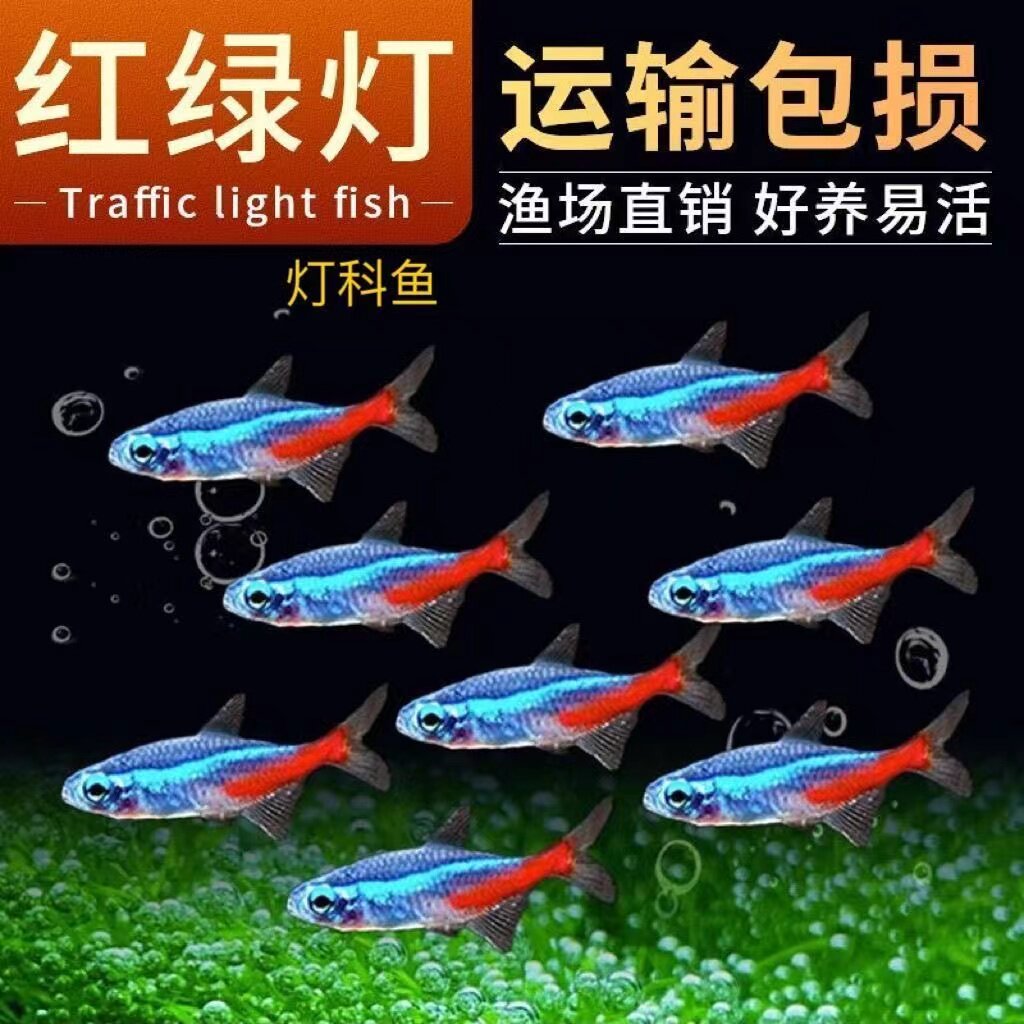 红绿灯灯科鱼宝莲灯小型红斑马小型热带好养鱼观赏草缸群游活体苗