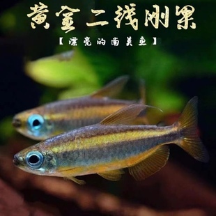 黄金二线刚果美人鱼进口南美州热带鱼淡水小型观赏鱼群游灯鱼活体