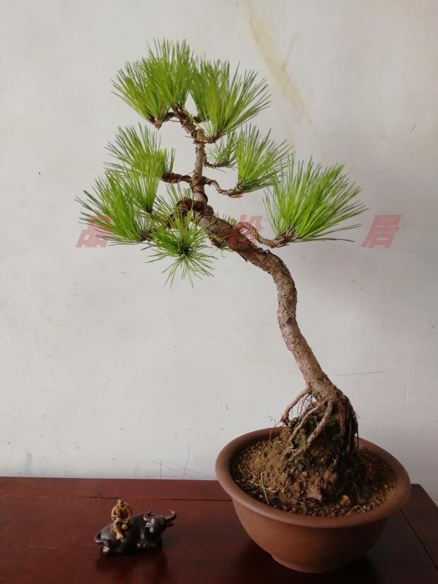 新品清仓黑松盆景素材人工老桩低价练手实物拍摄图小老树