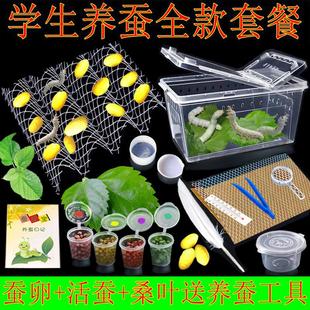 学生养蚕套装蚕宝宝活体幼虫蚕子蚕种蚕卵送新鲜桑叶工具饲养箱盒