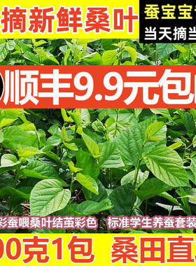 【顺丰当天发】桑叶新鲜小蚕嫩桑叶蚕宝宝学生养蚕套装桑树叶喂蚕
