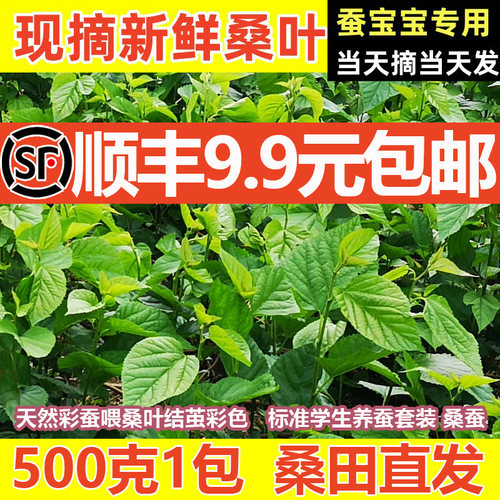 【顺丰当天发】桑叶新鲜小蚕嫩桑叶蚕宝宝学生养蚕套装桑树叶喂蚕