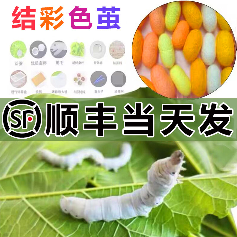 【顺丰当天发】蚕宝宝学生养蚕套装金丝彩色蚕小幼虫活体新鲜桑叶