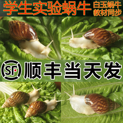 【顺丰当天发】宠物白玉蜗牛活体学生科学实验套装饲养大蜗牛活物