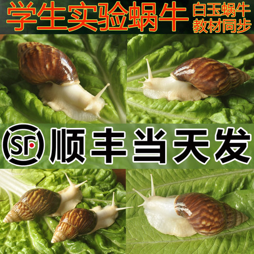 【顺丰当天发】宠物白玉蜗牛活体学生科学实验套装饲养大蜗牛活物