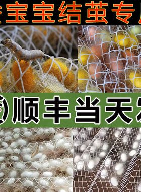 【顺丰当天发】蚕宝宝结茧网吐丝方格簇结茧盒架子专用养蚕结茧网