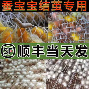 【顺丰当天发】蚕宝宝结茧网吐丝方格簇结茧盒架子专用养蚕结茧网