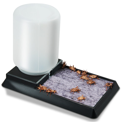 蟋蟀饮水器防溺水针头蟋蟀水盆