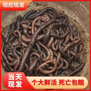 红蚯蚓活饵鲜活地龙垂钓鱼饵料钓鱼垂钓活体蚯蚓散盒装打窝广东