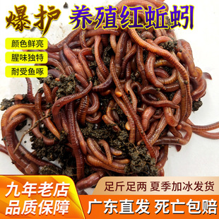 鲜活红蚯蚓活饵紫蚯蚓大蚯蚓二号活地龙钓鱼黄骨龟蛇放生松土