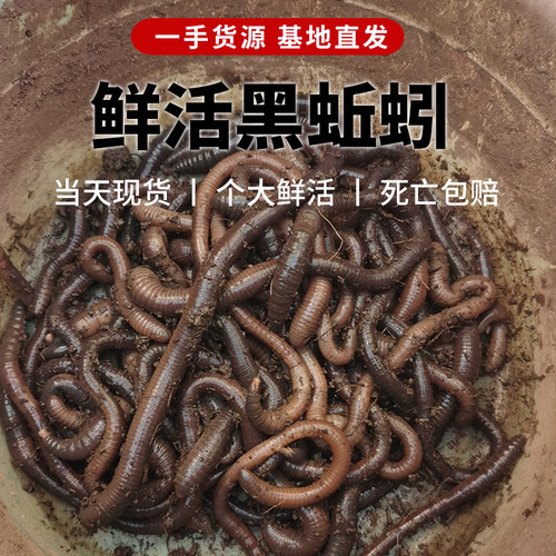 活体大号青黑蚯蚓专攻黑坑大鲳鱼