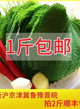 新鲜苏子叶每份500克包邮，拍2斤发顺丰，坏单包赔