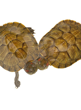 小乌龟活物活体巴西龟宠物金龟家养下蛋龟儿童观赏家养黄金深水龟