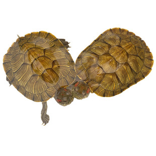 小乌龟活物活体巴西龟宠物金龟家养下蛋龟儿童观赏家养黄金深水龟