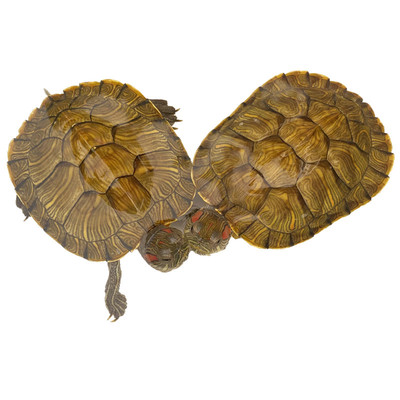 家养下蛋网红观赏招财黄金小乌龟