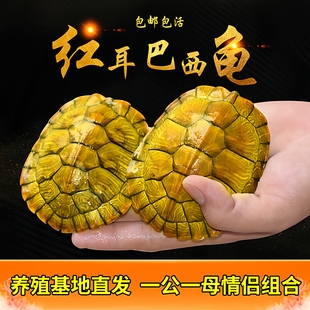 巴西乌龟活物小龟情侣龟偏绿黄色巴西龟活体宠物龟雄性半水栖包邮