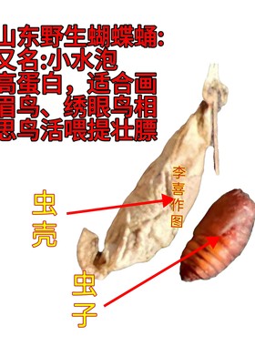 山东野生蝴蝶蛹野蚕蛹小水泡画眉鸟百灵鸟靛颏鸟绣眼各种鸟类活食