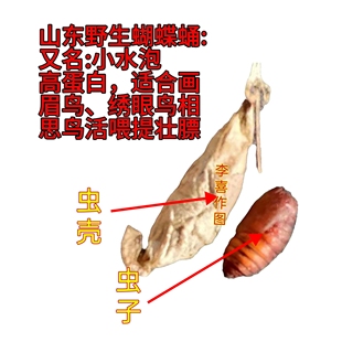 山东野生蝴蝶蛹野蚕蛹小水泡画眉鸟百灵鸟靛颏鸟绣眼各种鸟类活食