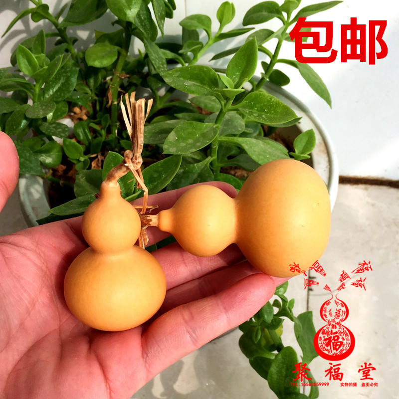 带龙头美国天然小葫芦摆件把玩葫芦文玩葫芦手捻葫芦铁包金草里金