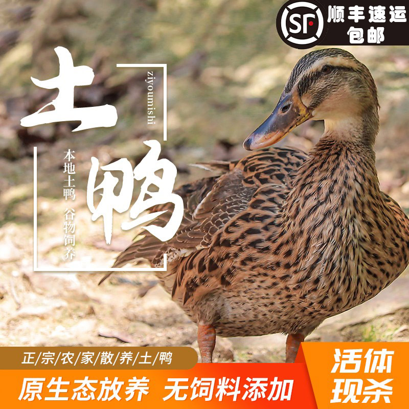 三年老鸭农家散养土鸭老鸭子花边鸭小麻鸭整只鸭新鲜冷运活体现杀