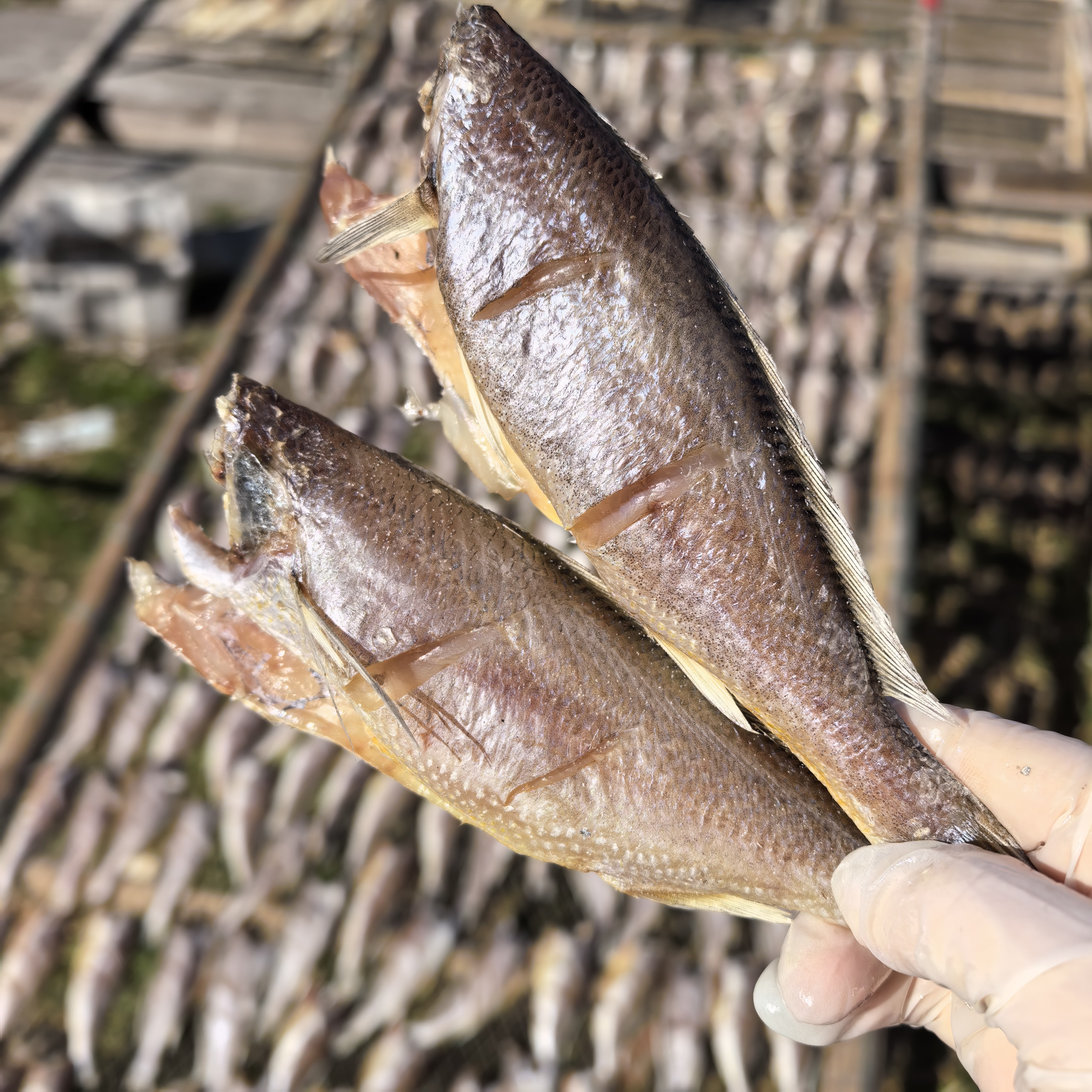 台州松门自晒野生黄花鱼干风干新晒黄鱼鲞去头小黄鱼鲜子鱼干顺丰