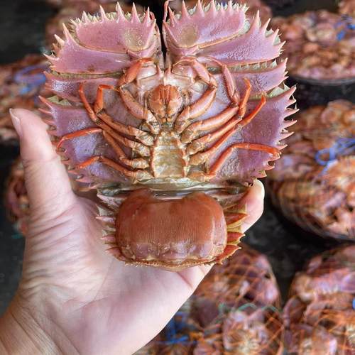 台州东海野生鲜活琵琶虾弹弹虾九齿扇虾顺丰活虾1斤包鲜不包活