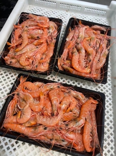 台州东海海鲜海捕船冻超低温保鲜大红绿头虾顺丰冻虾大虾鲜活速冻