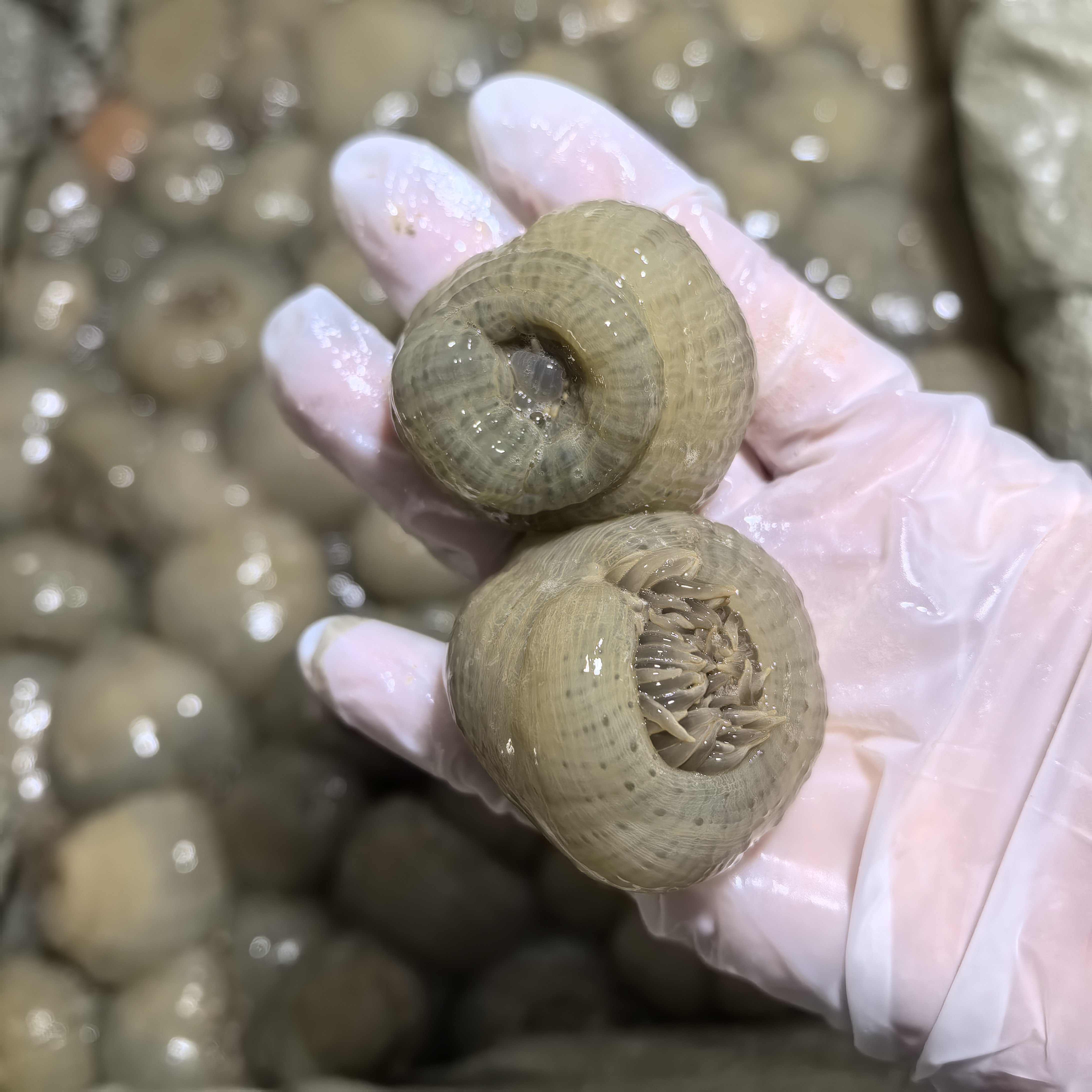 台州特色东海野生沙蒜海葵海花鲜活小沙蒜海鲜新鲜发货顺丰