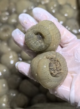 台州特色东海野生沙蒜海葵海花鲜活小沙蒜海鲜新鲜发货顺丰