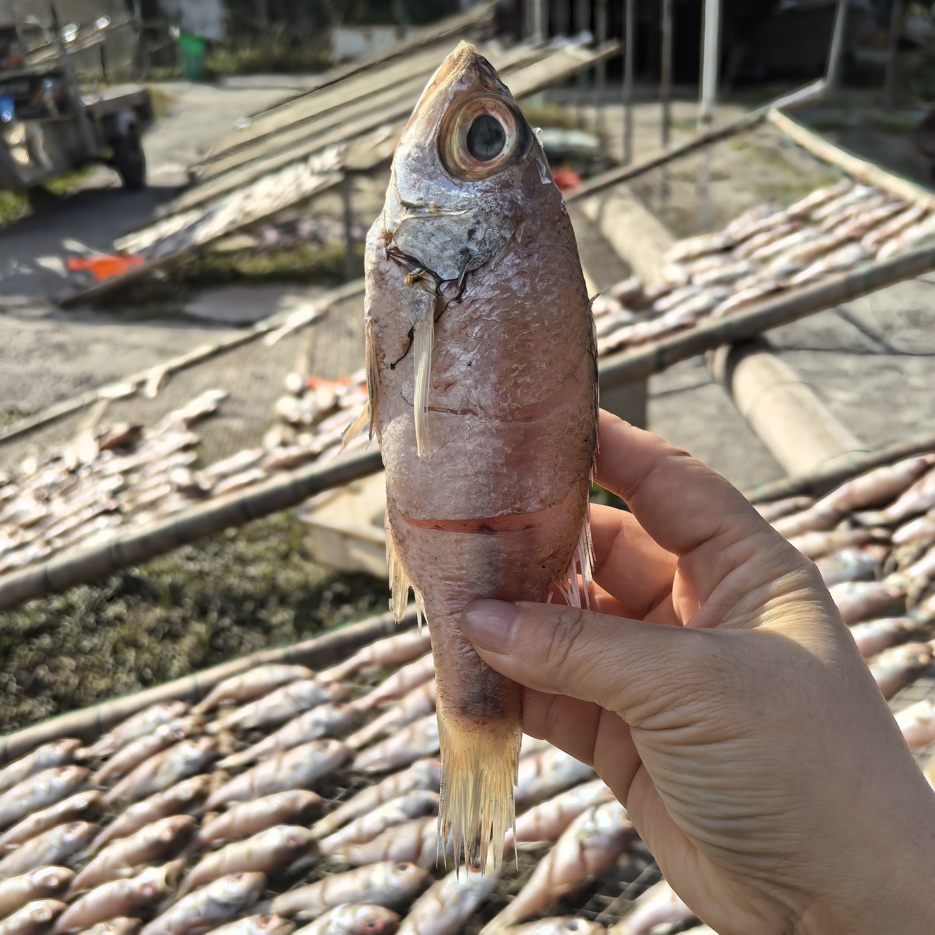 台州松门鱼鲞农家自晒海鲜野生肉鱼干红果鲤鱼干2斤顺丰