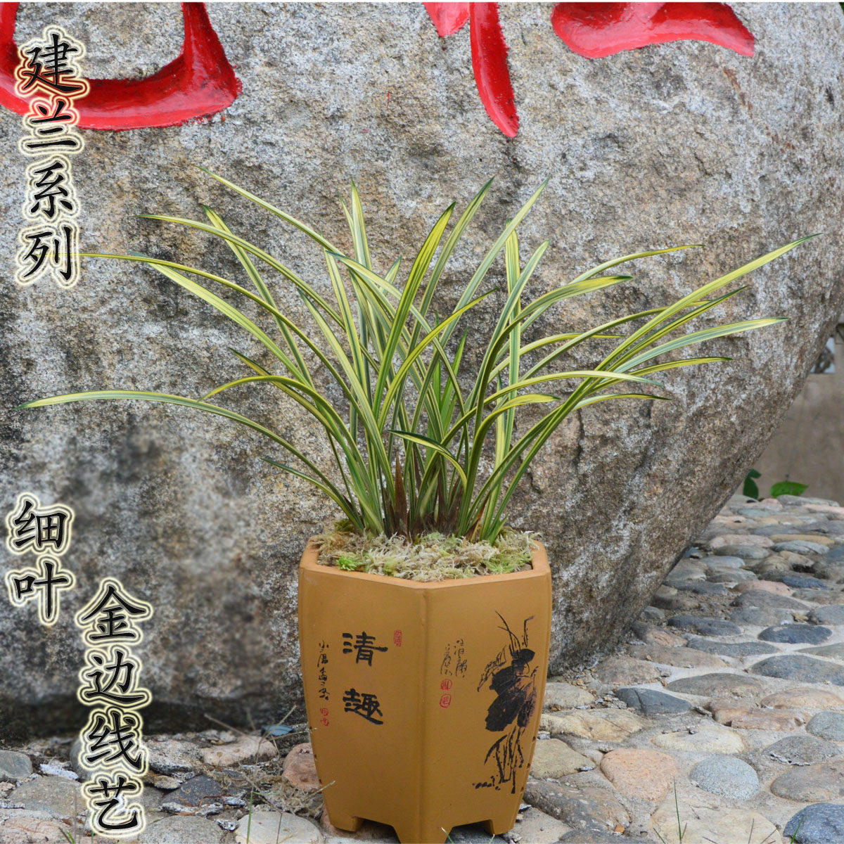 兰花苗建兰名贵兰花铁骨金龙 细叶中透金边叶艺室内盆栽花卉包邮